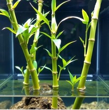 Wasserbambus / schnellwachsende grüne Aquariumpflanzen gegen Algen im Aquarium