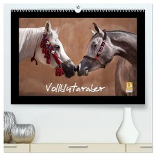 Vollblutaraber (hochwertiger