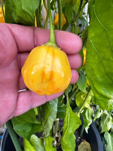 Frische chili schoten 7 - 14,