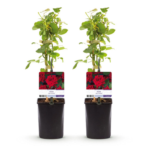 Rosa red climber rote - 2x,
