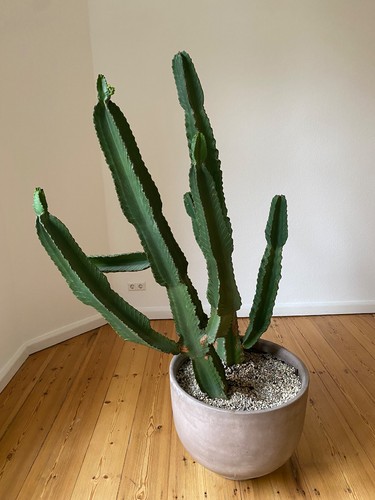 Euphorbia ingens