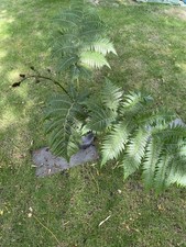 Cyathea cooperi blue stip