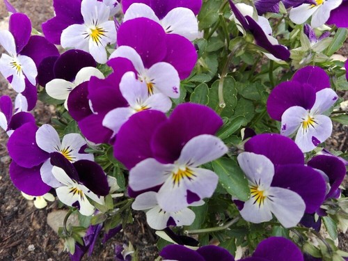 Hornveilchen viola cornuta - hornveilchen,