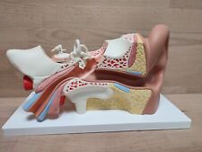 3B Scientific 3B Smart Anatomy E11 Ohr-Modell, 3-fach vergroessert