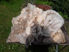 Rohwolle 5 kg  Schaf Wolle