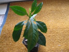 Zitruspflanze Bitterorange  -