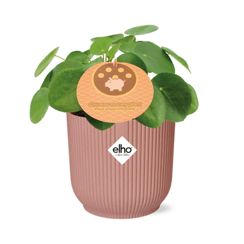 Chinesischer geldbaum pilea - chinesischer,