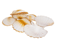 Attrappen 4 Stück Muschel, Jakobsmuscheln klein,Schmuck Deko,Schaufenster,Deko