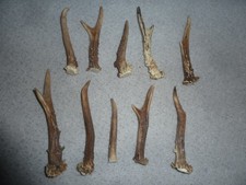 Rehgehörn Stangen Geweih Deko Design Basteln Geschenk Unikat