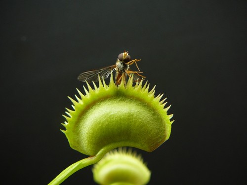Dionaea muscipula