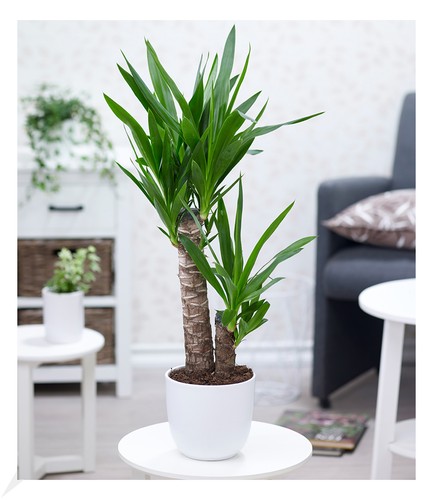 Yucca palme 75 cm - palme,