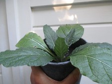 Alraune herbstblühend Alraune autumnalis