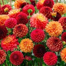 Dahlien Knollen Blumenzwiebeln