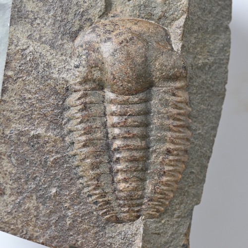 Trilobit ellipsocephalus hoffi - trilobit,