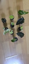 Baby alocasia sehr seltene - alocasia,