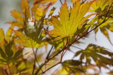 Acer palmatum, Japanischer