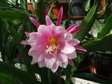 Epiphyllum Blattkaktus "Grace Ann"   Steckling unbewurzelt