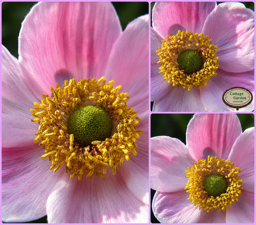 Herbstanemone anemone - herbstanemone, ~