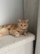 Britisch Kurzhaar Deckkater (9 Monate)