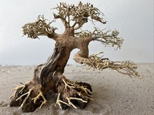 Aquarienwurzel, Bonsai