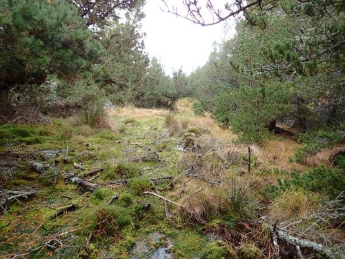 Foto 6x4 waldritt north - foto, im