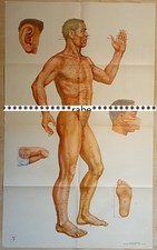 Akupunktur-Poster  Papier /