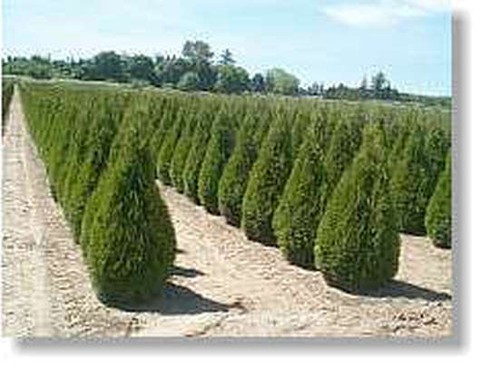 Thuja smaragd 100 bis 120 - thuja,