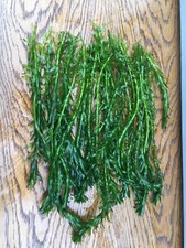 Einzelne 20 Egeria Densa /