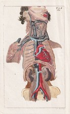 Menschliche Organe organs