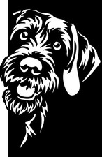 DEUTSCH DRAHTHAAR Aufkleber - Autoaufkleber - sticker - Drahthaar Kopf #37