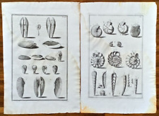 💎 Nicolai Gualtieri: INDEX