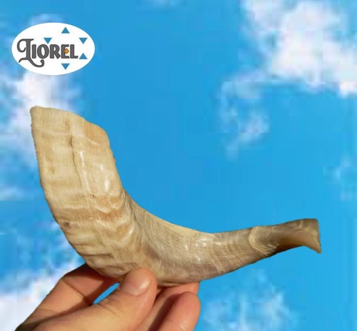 Zoll shofar widder - zoll/25, cm