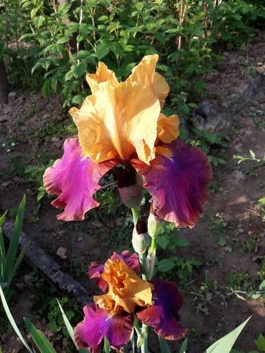 Iris schwertlilie - ,