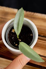 Hoya Multiflora Silver 'Wonderphil' - 2