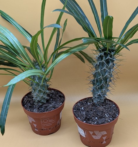 Pachypodium lamerei madagaskar - lamerei,