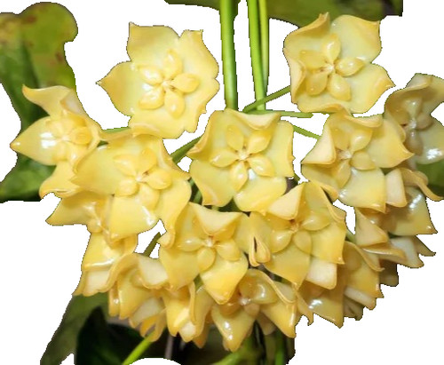 Hoya phyllura unbewurzelter - hoya, phyllura,