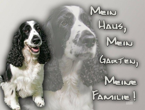 Englischer springer spaniel - englischer,