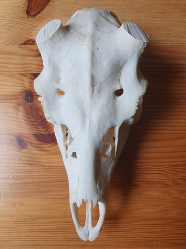Damhirschschädel damwild - damhirschschädel,