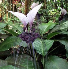 Pflanzen-Samen von der tollen