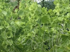100 Samen Muschelblume Molucella laevis Saatgut Glockenblume BELLS OF IRELAND