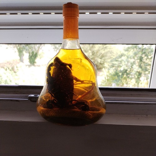 Alkoholflasche kobra und - kobra,