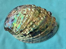 XL Perlmutt Muschel Paua