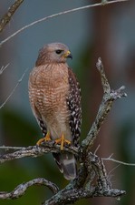 --BIRD CATCHER-- Nikon Nikkor