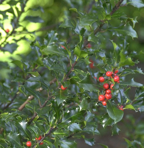 Hochstamm stechpalme ilex blue - hochstamm,