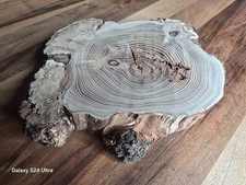 Baumscheibe Robinie mit