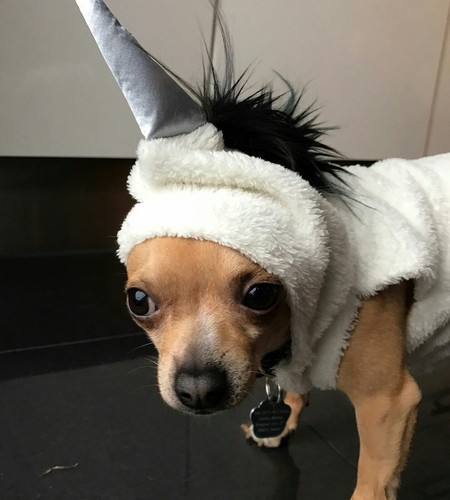 Chihuahua hundekostüm einhorn - chihuahua,
