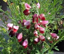 Cytisus scoparius Killiney Red - Ginster Killiney Red - Edelginster - Besengi...