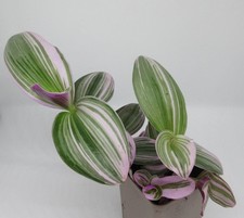 Tradescantia albiflora