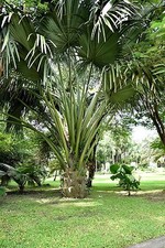 SAMEN exotische Blüten