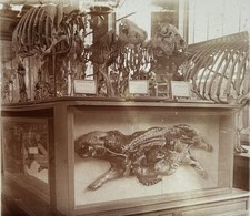 Museum Geschichte Natürlich